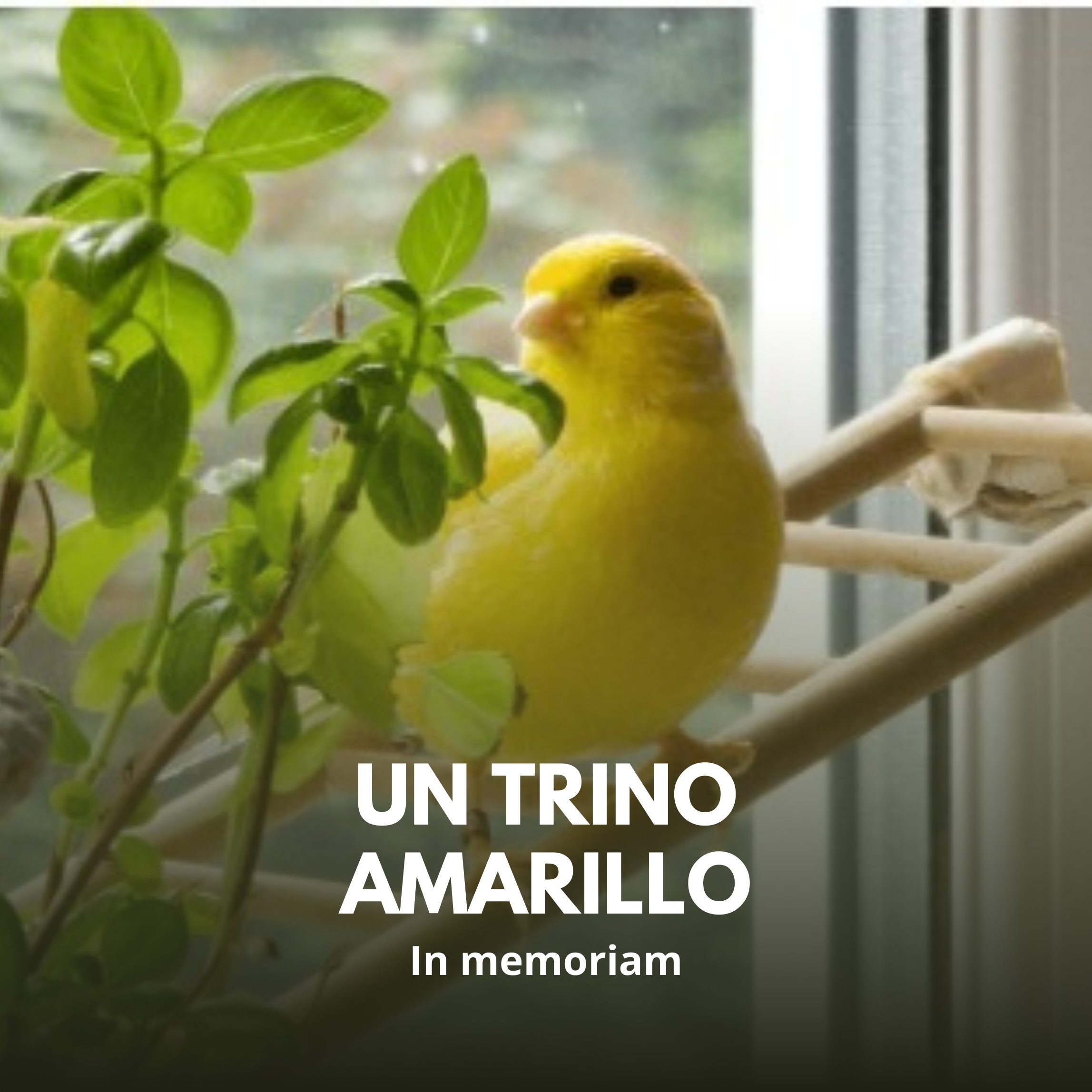 Un trino amarillo